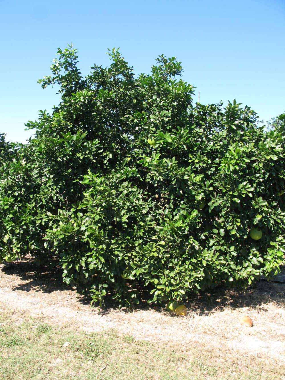            Habit (Winter Haven, FL)   